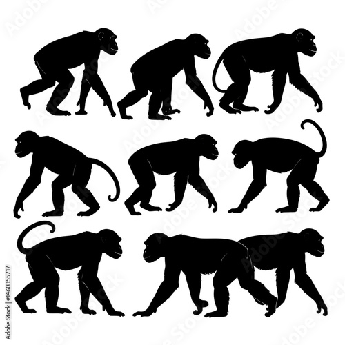 Silhouetted chimpanzees in various walking poses against white backdrop showing monkey behavior and primate evolution