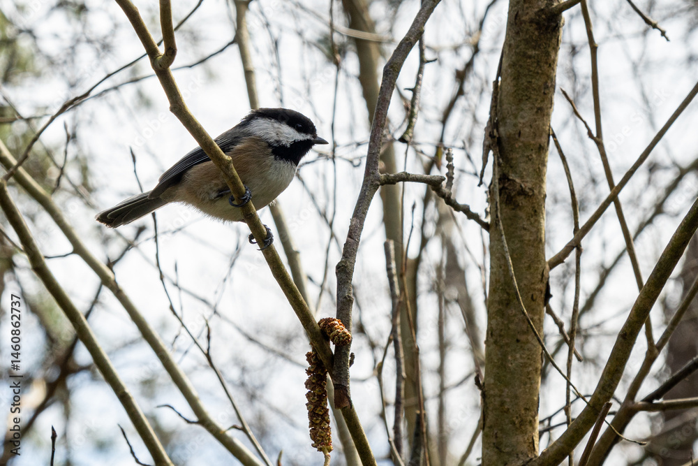 Fototapeta premium Black Capped Chickadee on tree branch in the park