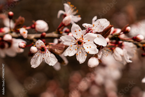 White cherry flowers on spring time close up tree branch. White flowers of the cherry blossoms on a spring day.