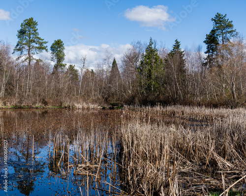 views of wildlife and a magical lake on a sunny day. Ecology of pure nature city park