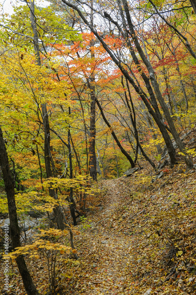 Obraz premium 다양한 색의 단풍이 있는 숲속 산길.