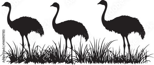 ostrich silhouettes vector, bird, ostrich, animal, wildlife, nature, emu, vector, illustration, flamingo, beak, wild, silhouette, crane, feather, white, heron, isolated, australia, birds, zoo, flightl