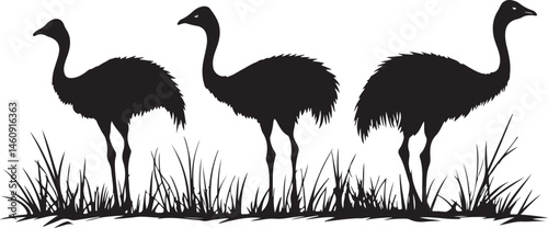 ostrich silhouettes vector, bird, ostrich, animal, wildlife, nature, emu, vector, illustration, flamingo, beak, wild, silhouette, crane, feather, white, heron, isolated, australia, birds, zoo, flightl