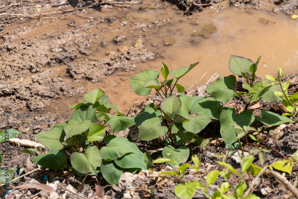 Sweet potato growth in wet soil outdoor garden nature lush environment close-up view sustainable agriculture