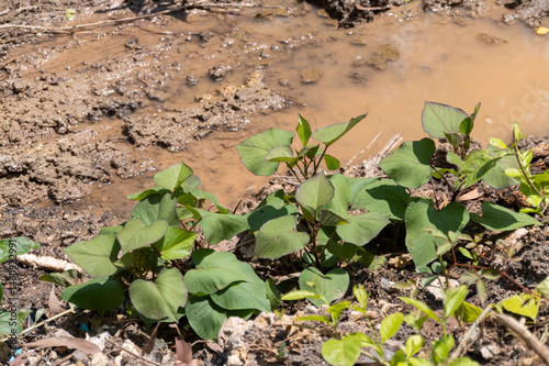 Sweet potato growth in wet soil outdoor garden nature lush environment close-up view sustainable agriculture