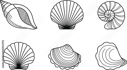 Collection of hand drawn sea shells outlined in black on white background for design