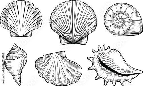 Vintage engraved collection of various seashell illustrations depicting ocean life and marine themes