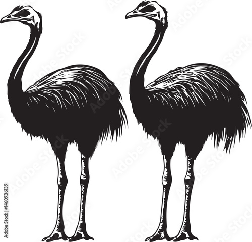 ostrich silhouette isolated on white, bird, ostrich, animal, vector, flamingo, illustration, nature, wildlife, emu, silhouette, heron, wild, white, cartoon, crane, isolated, black, beak, feather, bird