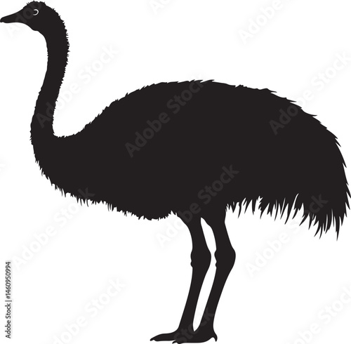 ostrich on the beach, ostrich, bird, animal, emu, wildlife, beak, wild, nature, neck, zoo, feathers, feather, australia, flightless, head, grass, rhea, safari, white, animals, large, australian, long,