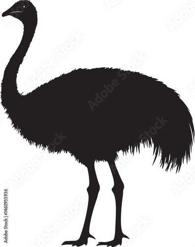 ostrich on the beach, ostrich, bird, animal, emu, wildlife, beak, wild, nature, neck, zoo, feathers, feather, australia, flightless, head, grass, rhea, safari, white, animals, large, australian, long,