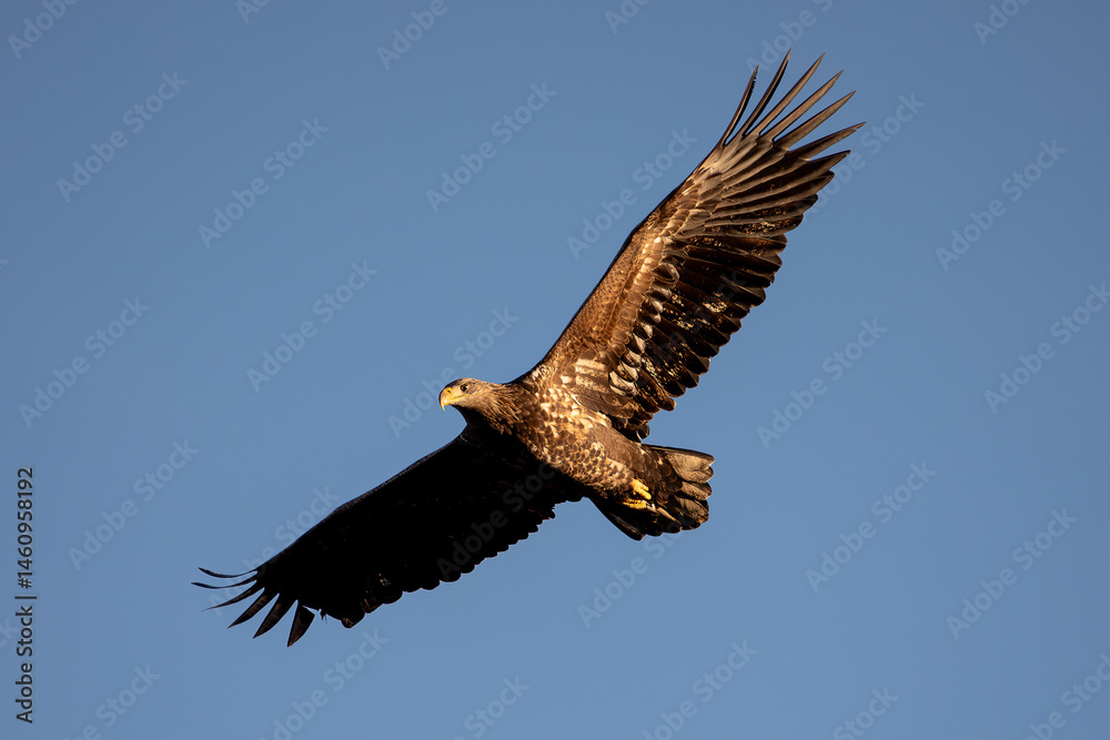 Obraz premium White-tailed Eagle (Haliaeetus albicilla)