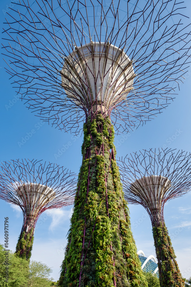 Fototapeta premium Supertree Grove at Gardens by the Bay in Singapore, showcasing towering vertical gardens with lush greenery against a bright blue sky. Iconic architectural and ecological landmark.