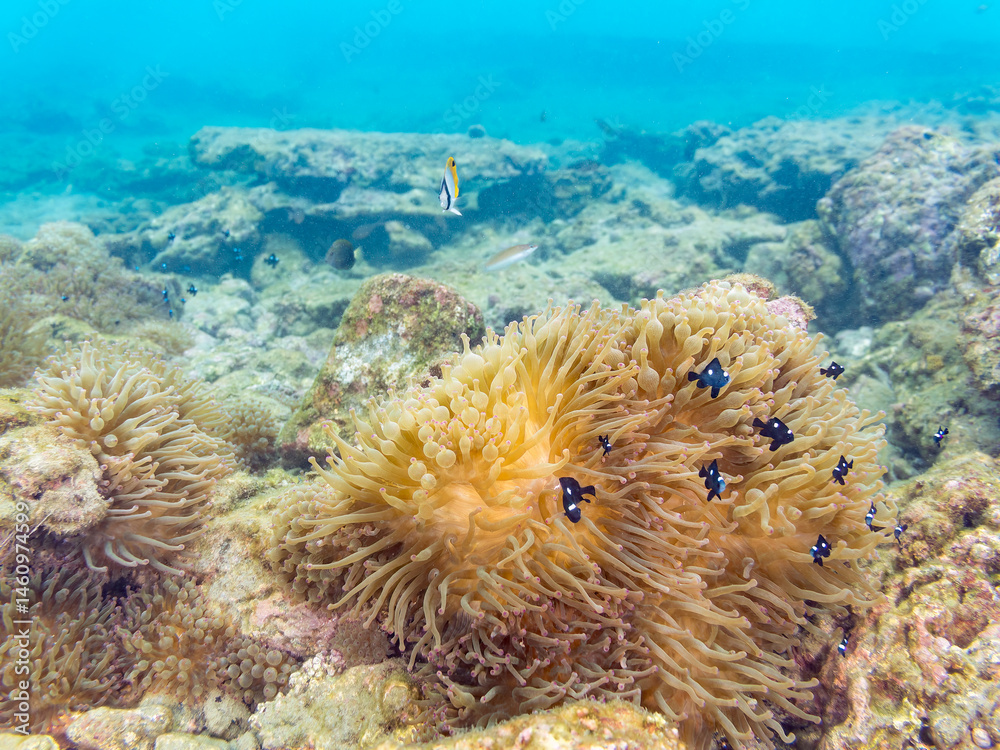 美しいイソギンチャク畑の可愛いミツボシクロスズメダイ(スズメダイ科)の幼魚の大群、トゲチョウチョウウオ(チョウチョウウオ科)の幼魚他
英名学名:
Threespot dascyllus (Dascyllus trimaculatus)