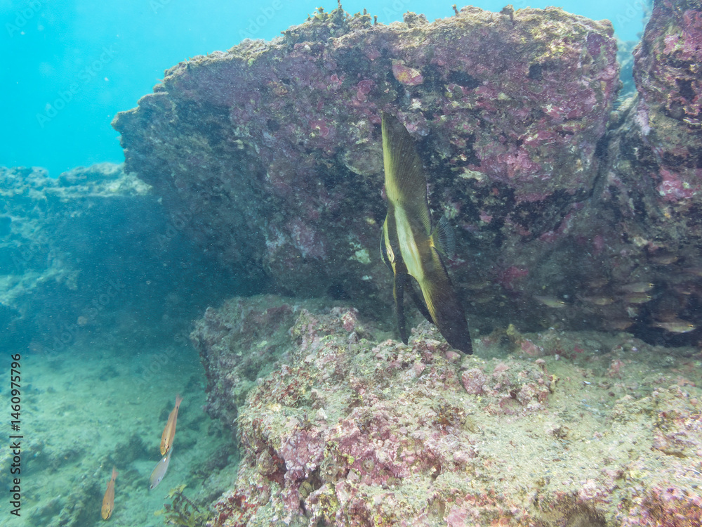 ミカヅキツバメウオ(ツバメウオ属)の幼魚他。
美しいクロホシイシモチ(テンジクダイ科)他の群れ。
英名学名:Golden spadefish (Platax boersii)
Spotnape cardinalfish (Ostorhinchus notatus)
荒井浜海岸三浦市神奈川県-2024