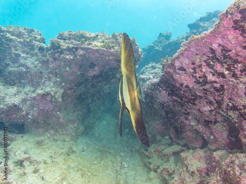 ミカヅキツバメウオ（ツバメウオ属）の幼魚他。
美しいクロホシイシモチ（テンジクダイ科）他の群れ。
英名学名：Golden spadefish (Platax boersii)
Spotnape cardinalfish (Ostorhinchus notatus)
荒井浜海岸三浦市神奈川県-2024
