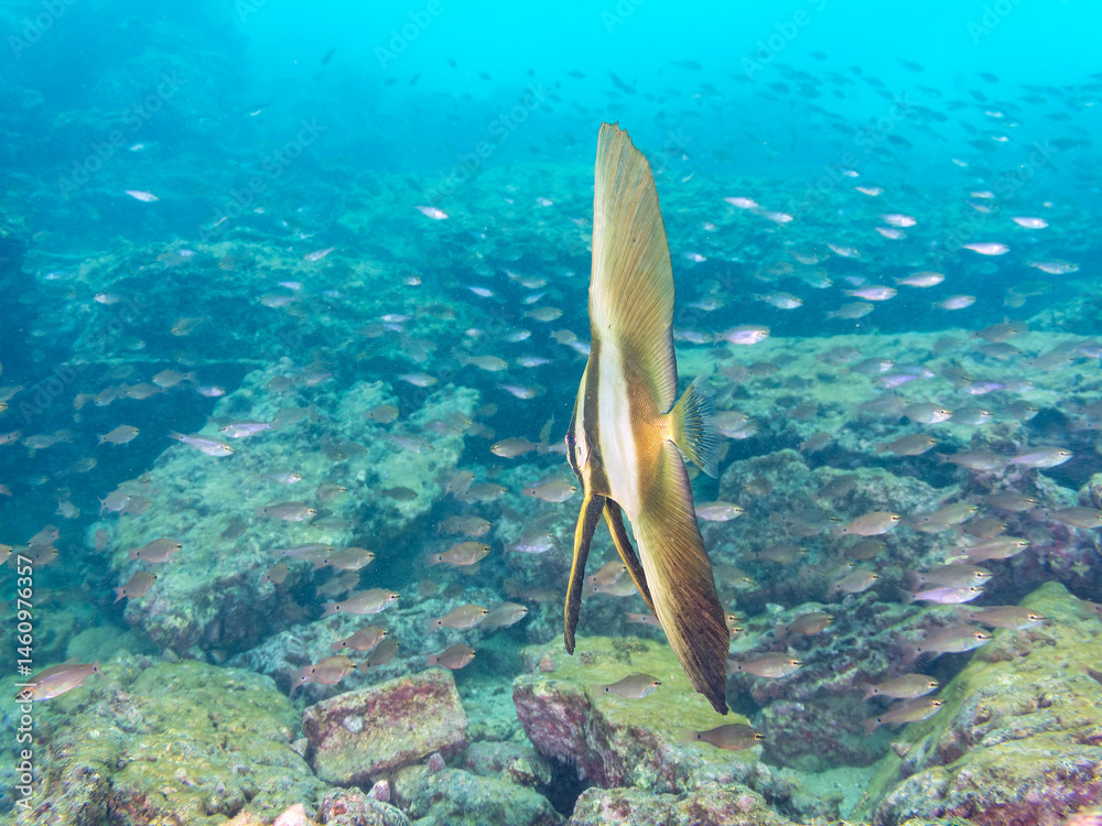 ミカヅキツバメウオ(ツバメウオ属)の幼魚他。
美しいクロホシイシモチ(テンジクダイ科)他の群れ。
英名学名:Golden spadefish (Platax boersii)
Spotnape cardinalfish (Ostorhinchus notatus)
荒井浜海岸三浦市神奈川県-2024