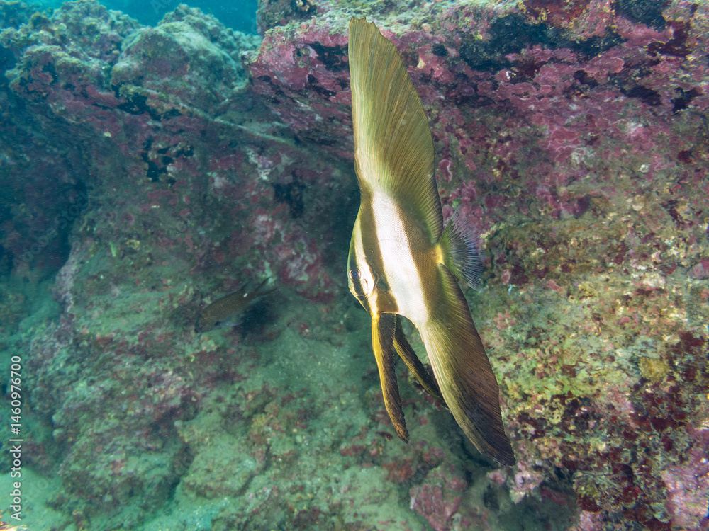 ミカヅキツバメウオ(ツバメウオ属)の幼魚他。
美しいクロホシイシモチ(テンジクダイ科)他の群れ。
英名学名:Golden spadefish (Platax boersii)
Spotnape cardinalfish (Ostorhinchus notatus)
荒井浜海岸三浦市神奈川県-2024