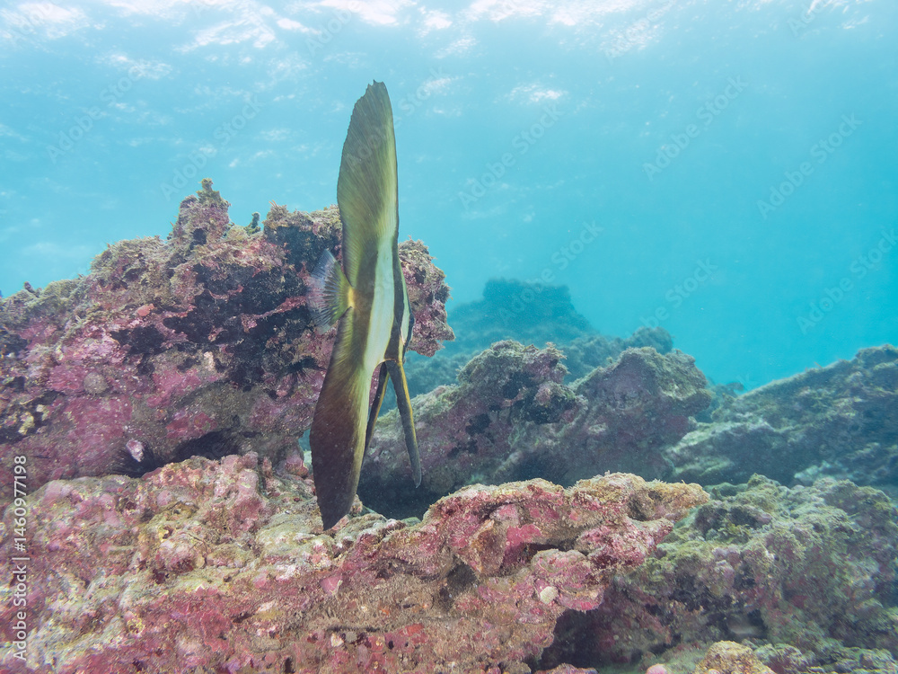 ミカヅキツバメウオ(ツバメウオ属)の幼魚他。
美しいクロホシイシモチ(テンジクダイ科)他の群れ。
英名学名:Golden spadefish (Platax boersii)
Spotnape cardinalfish (Ostorhinchus notatus)
荒井浜海岸三浦市神奈川県-2024