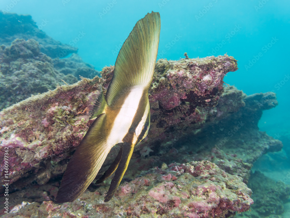 ミカヅキツバメウオ(ツバメウオ属)の幼魚他。
美しいクロホシイシモチ(テンジクダイ科)他の群れ。
英名学名:Golden spadefish (Platax boersii)
Spotnape cardinalfish (Ostorhinchus notatus)
荒井浜海岸三浦市神奈川県-2024