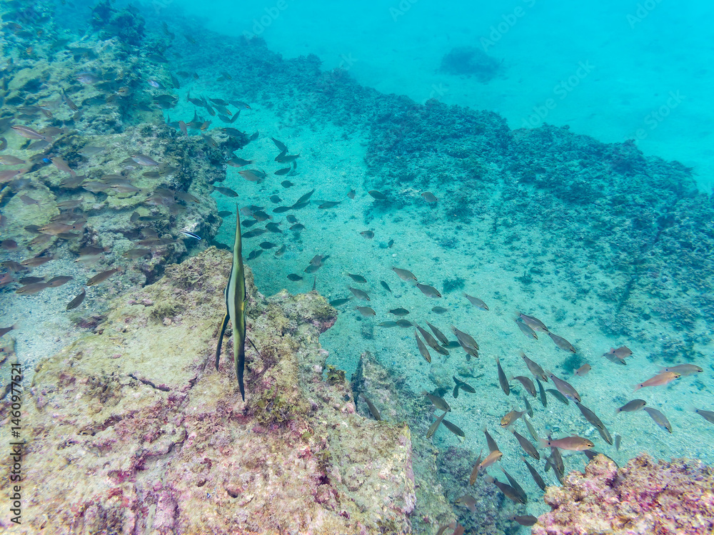美しいクロホシイシモチ(テンジクダイ科)他の群れ。
英名学名:Spotnape cardinalfish (Ostorhinchus notatus)
荒井浜海岸三浦市神奈川県-2024