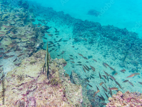 Obraz na płótnie 美しいクロホシイシモチ(テンジクダイ科)他の群れ。
英名学名:Spotnape cardinalfish (Ostorhinchus notatus)
荒井浜海岸三浦市神奈川県-2024
w salonie