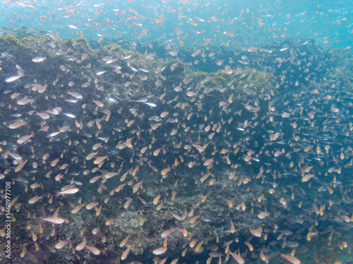 Obraz na płótnie 美しいクロホシイシモチ(テンジクダイ科)他の群れ。
英名学名:Spotnape cardinalfish (Ostorhinchus notatus)
荒井浜海岸三浦市神奈川県-2024
w salonie