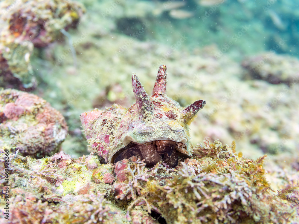 サザエ(サザエ科)
英名学名:Horned Turban (Turbo sazae)
荒井浜海岸三浦市神奈川県-2024