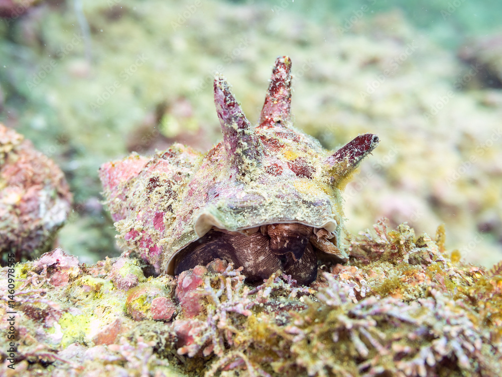 サザエ(サザエ科)
英名学名:Horned Turban (Turbo sazae)
荒井浜海岸三浦市神奈川県-2024