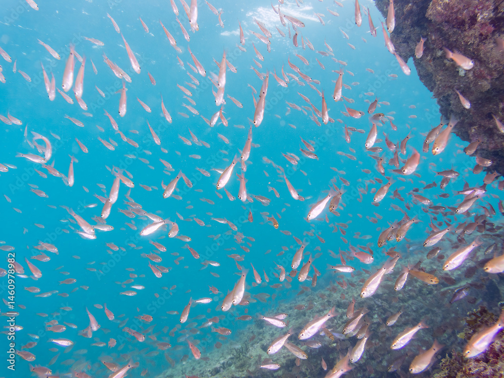美しいクロホシイシモチ(テンジクダイ科)他の群れ。
英名学名:Spotnape cardinalfish (Ostorhinchus notatus)
荒井浜海岸三浦市神奈川県-2024