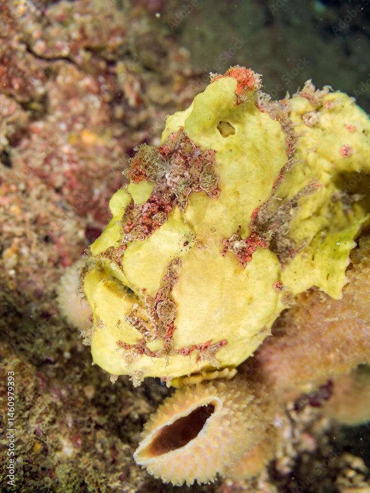 エスカ(触手)を振って小魚を呼び寄せて狩る、可愛いイロカエルアンコウ(カエルアンコウ科)の幼魚。
英名学名:Painted frogfish (Antennarius pictus)
大きなカイメンに乗っている。
荒井浜海岸三浦市神奈川県-2024