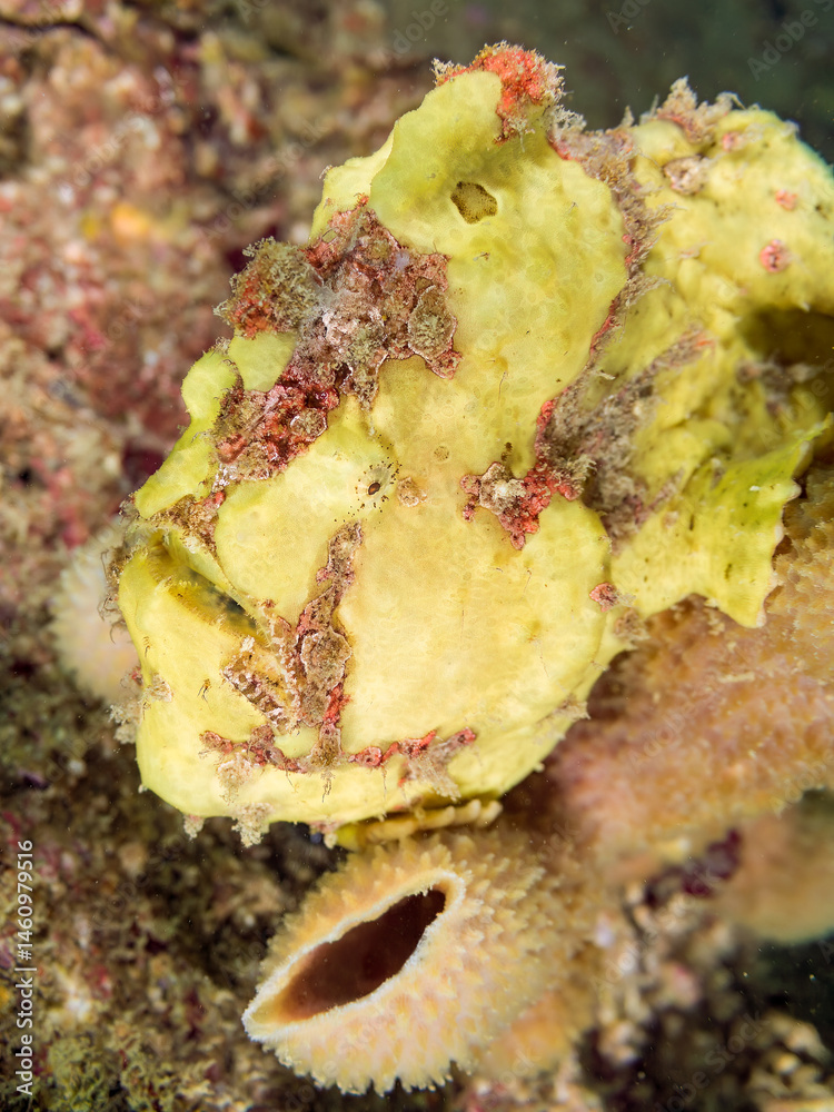 エスカ(触手)を振って小魚を呼び寄せて狩る、可愛いイロカエルアンコウ(カエルアンコウ科)の幼魚。
英名学名:Painted frogfish (Antennarius pictus)
大きなカイメンに乗っている。
荒井浜海岸三浦市神奈川県-2024