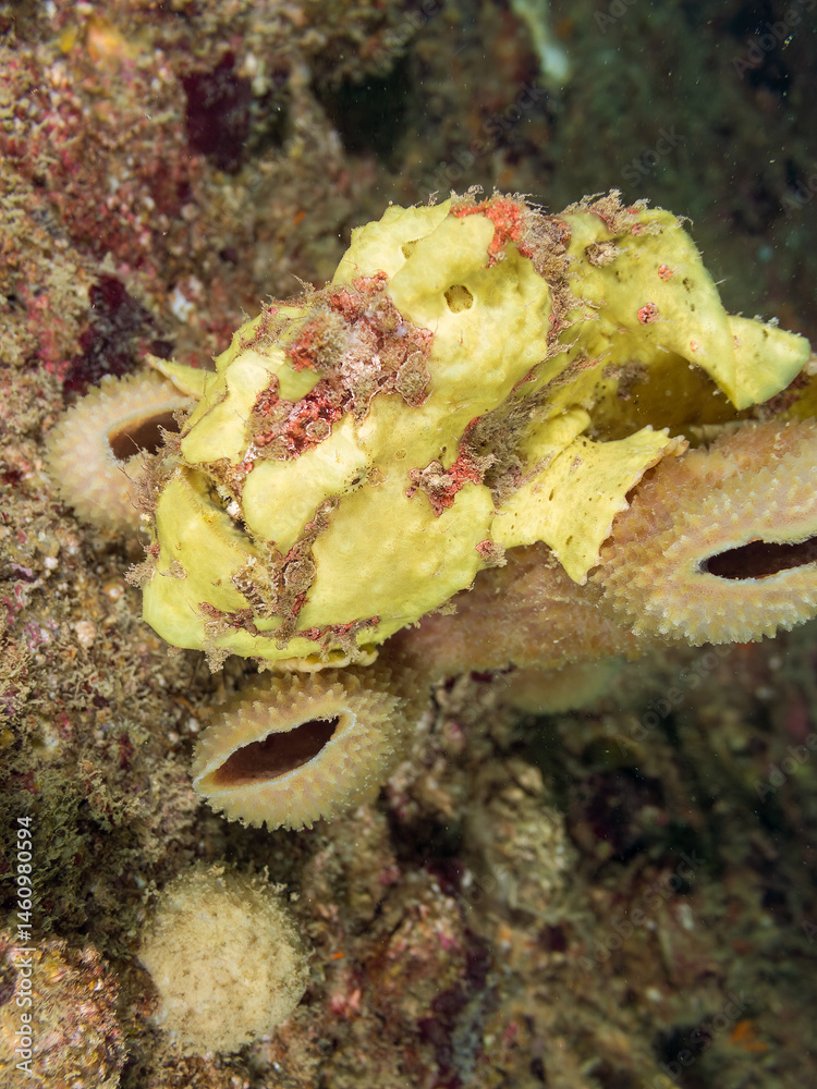 エスカ(触手)を振って小魚を呼び寄せて狩る、可愛いイロカエルアンコウ(カエルアンコウ科)の幼魚。
英名学名:Painted frogfish (Antennarius pictus)
大きなカイメンに乗っている。
荒井浜海岸三浦市神奈川県-2024
