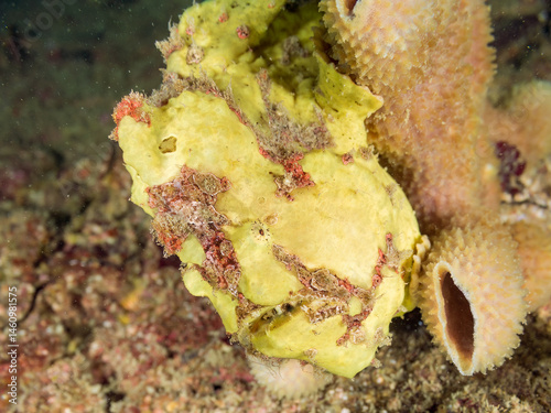 エスカ（触手）を振って小魚を呼び寄せて狩る、可愛いイロカエルアンコウ（カエルアンコウ科）の幼魚。
英名学名：Painted frogfish (Antennarius pictus)
大きなカイメンに乗っている。
荒井浜海岸三浦市神奈川県-2024
 photo