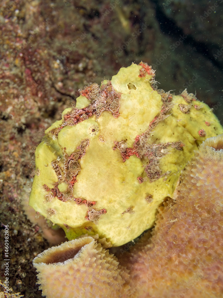 エスカ(触手)を振って小魚を呼び寄せて狩る、可愛いイロカエルアンコウ(カエルアンコウ科)の幼魚。
英名学名:Painted frogfish (Antennarius pictus)
大きなカイメンに乗っている。
荒井浜海岸三浦市神奈川県-2024