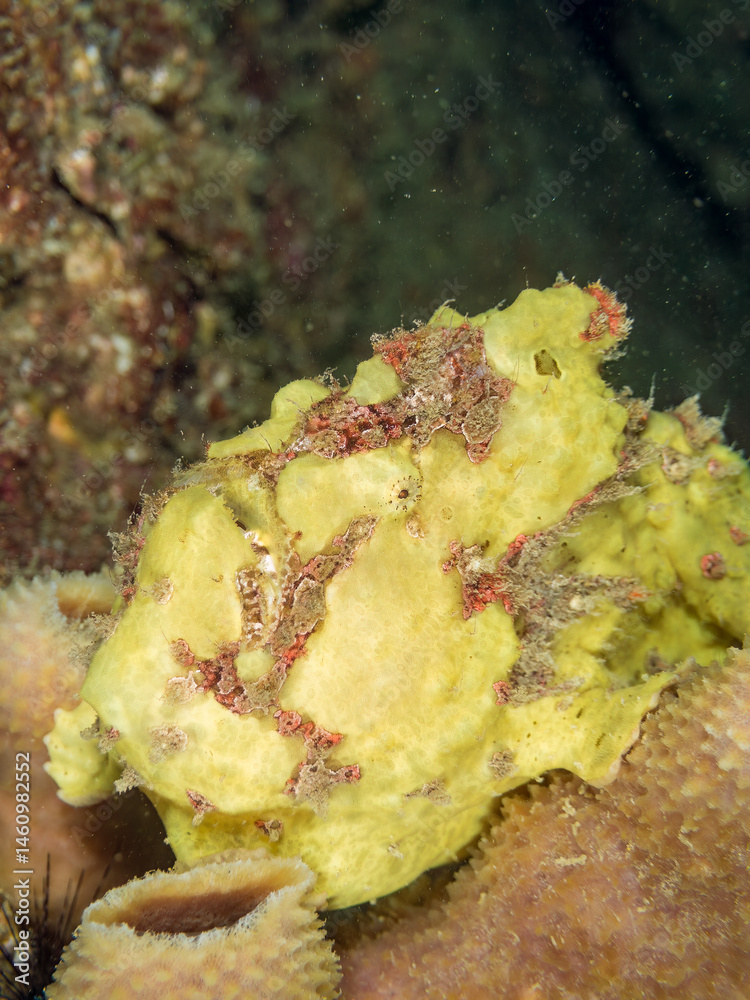 エスカ(触手)を振って小魚を呼び寄せて狩る、可愛いイロカエルアンコウ(カエルアンコウ科)の幼魚。
英名学名:Painted frogfish (Antennarius pictus)
大きなカイメンに乗っている。
荒井浜海岸三浦市神奈川県-2024