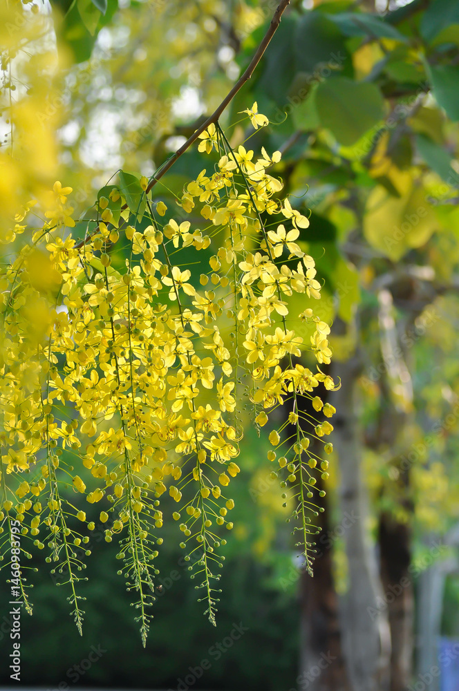 Fototapeta premium Golden shower , Cassia fistula or pudding pipe tree or Cassia fistula Linn and sky