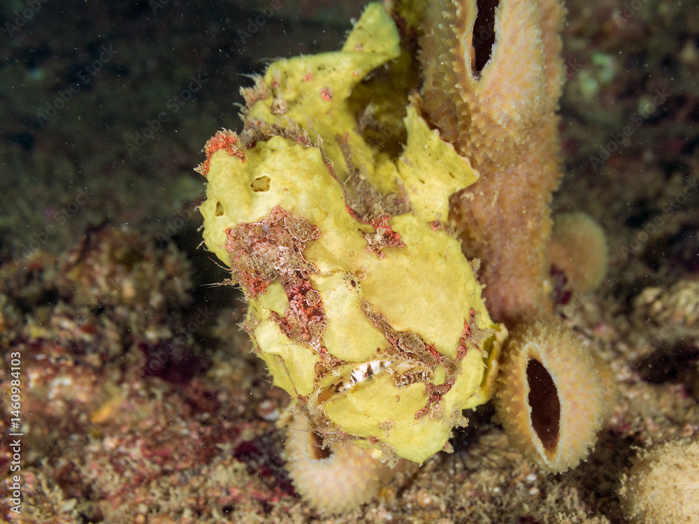 エスカ(触手)を振って小魚を呼び寄せて狩る、可愛いイロカエルアンコウ(カエルアンコウ科)の幼魚。
英名学名:Painted frogfish (Antennarius pictus)
大きなカイメンに乗っている。
荒井浜海岸三浦市神奈川県-2024