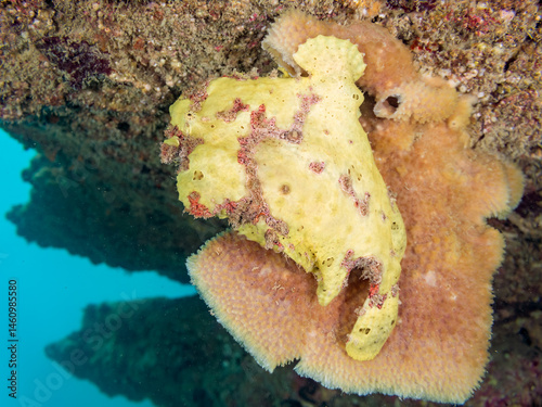 エスカ（触手）を振って小魚を呼び寄せて狩る、可愛いイロカエルアンコウ（カエルアンコウ科）の幼魚。
英名学名：Painted frogfish (Antennarius pictus)
大きなカイメンに乗っている。
荒井浜海岸三浦市神奈川県-2024
