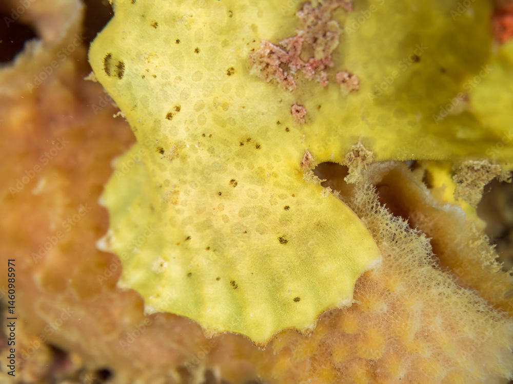 可愛い足(胸ビレ)。
エスカ(触手)を振って小魚を呼び寄せて狩る、可愛いイロカエルアンコウ(カエルアンコウ科)の幼魚。
英名学名:Painted frogfish (Antennarius pictus)
大きなカイメンに乗っている。
荒井浜海岸三浦市神奈川県-2024