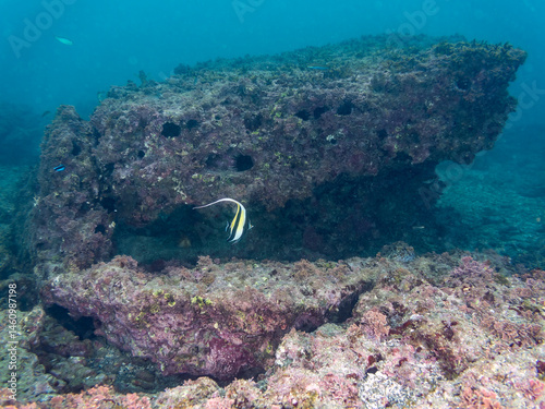 Obraz na płótnie ツノダシ(ツノダシ科)
英名学名:Moorish Idol, Zanclus cornutus
荒井浜海岸三浦市神奈川県-2024
w salonie