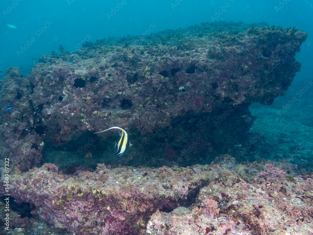 ツノダシ(ツノダシ科)
英名学名:Moorish Idol, Zanclus cornutus
荒井浜海岸三浦市神奈川県-2024