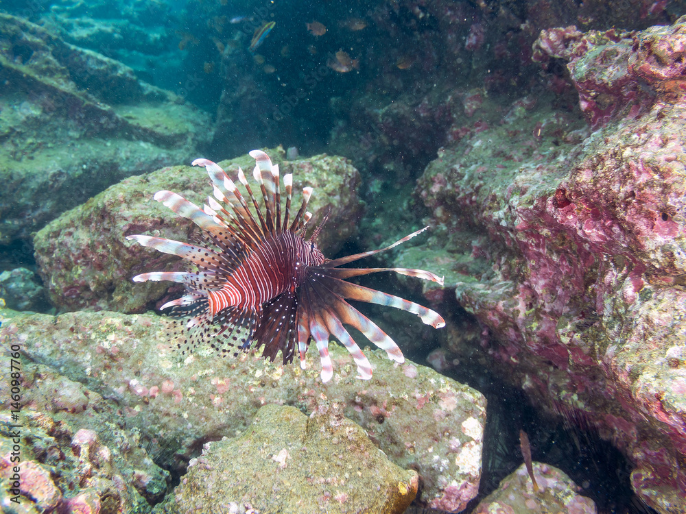 ハナミノカサゴ(ミノカサゴ亜科)
英名学名:Red Lionfish (Pterois volitans)
荒井浜海岸三浦市神奈川県-2024