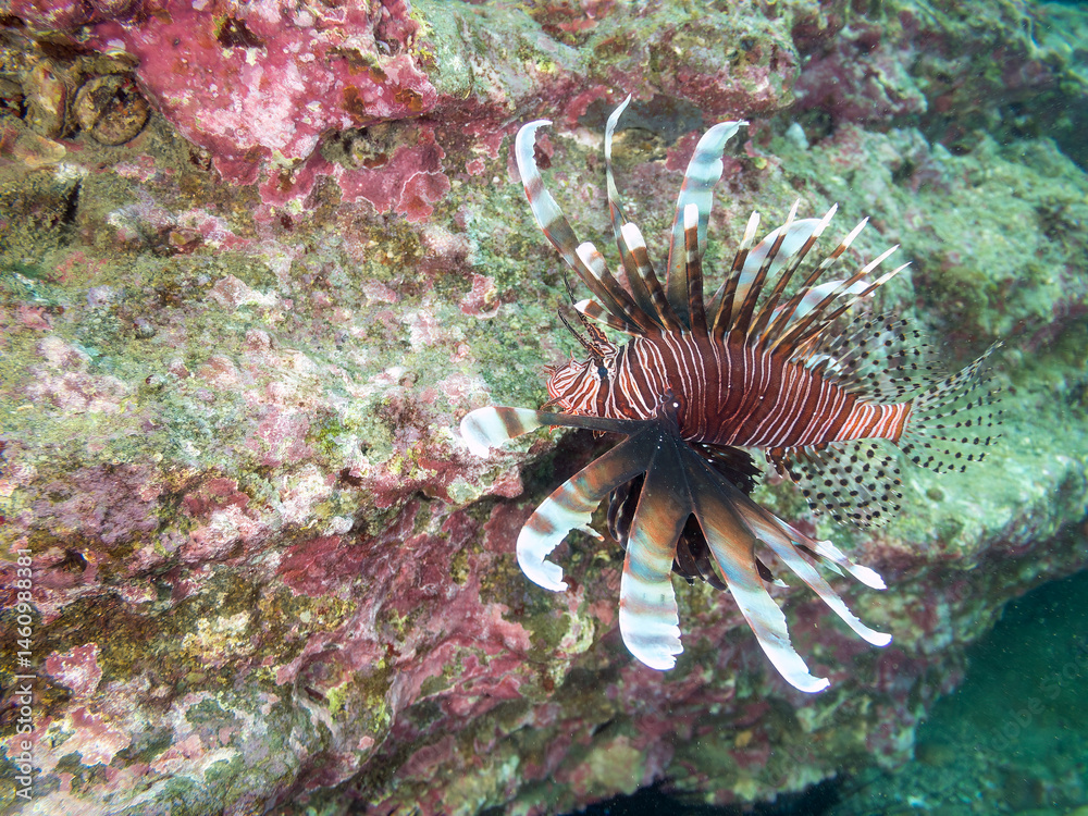 ハナミノカサゴ(ミノカサゴ亜科)
英名学名:Red Lionfish (Pterois volitans)
荒井浜海岸三浦市神奈川県-2024