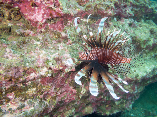 Obraz na płótnie ハナミノカサゴ(ミノカサゴ亜科)
英名学名:Red Lionfish (Pterois volitans)
荒井浜海岸三浦市神奈川県-2024
w salonie