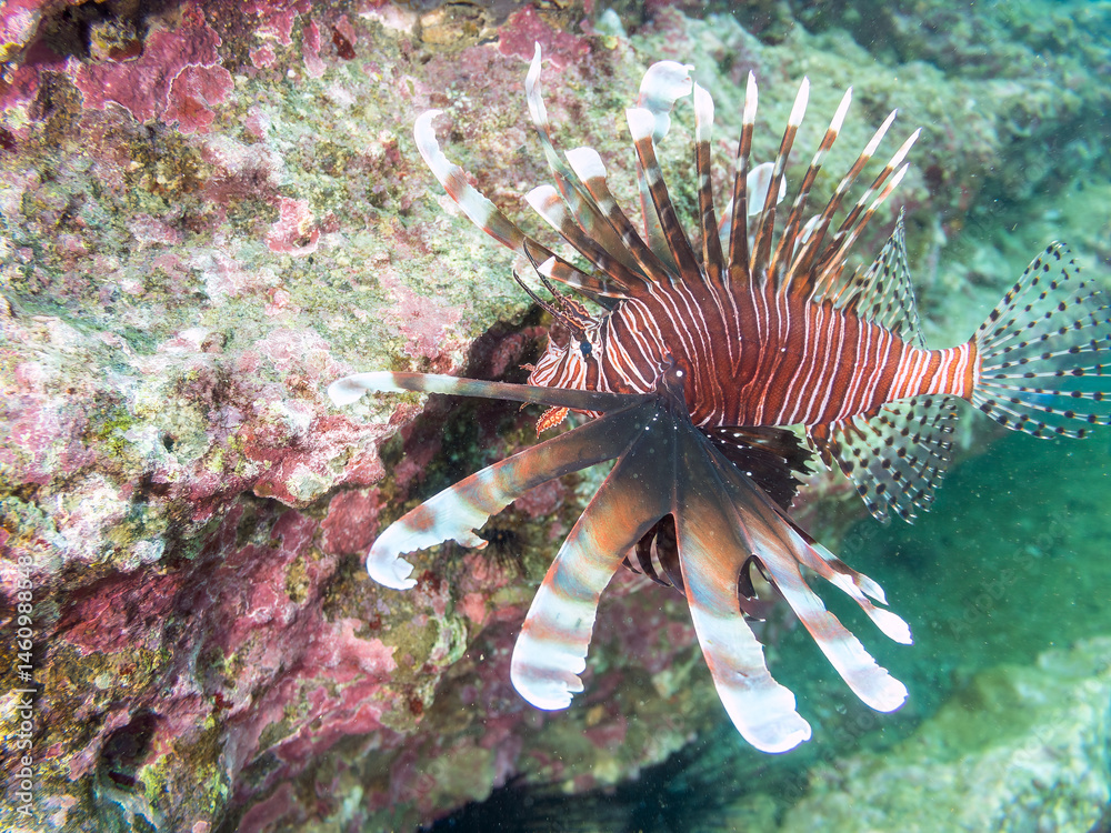 ハナミノカサゴ(ミノカサゴ亜科)
英名学名:Red Lionfish (Pterois volitans)
荒井浜海岸三浦市神奈川県-2024