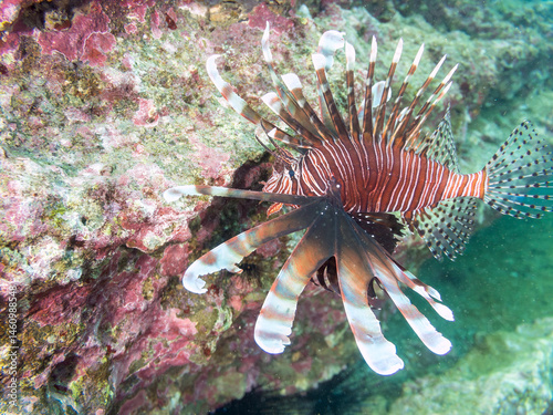 Obraz na płótnie ハナミノカサゴ(ミノカサゴ亜科)
英名学名:Red Lionfish (Pterois volitans)
荒井浜海岸三浦市神奈川県-2024
w salonie