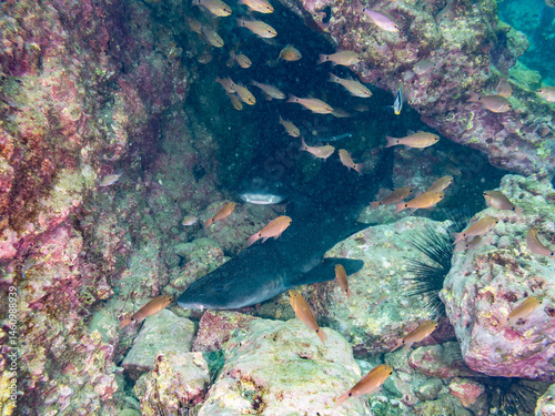 大きく美しいドチザメ（ドチザメ科）。
英名学名：Banded Houndshark, Triakis scyllium
群れで昼寝している。
荒井浜海岸三浦市神奈川県-2024
