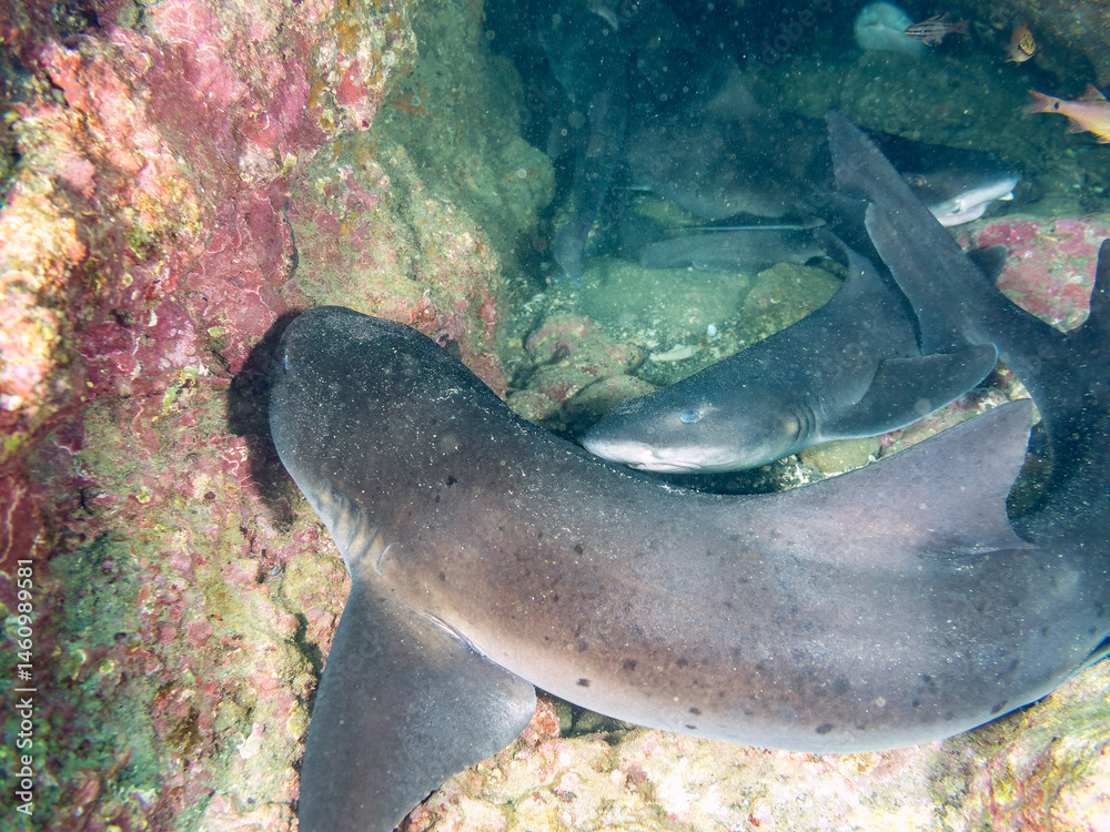 大きく美しいドチザメ(ドチザメ科)。
英名学名:Banded Houndshark, Triakis scyllium
群れで昼寝している。
荒井浜海岸三浦市神奈川県-2024