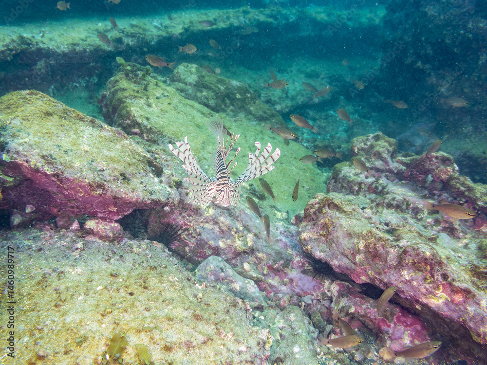 ミノカサゴ(ミノカサゴ亜科)
英名学名:Luna Lionfish, Pterois lunulata
荒井浜海岸三浦市神奈川県-2024
