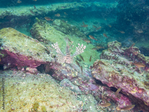 Obraz na płótnie ミノカサゴ(ミノカサゴ亜科)
英名学名:Luna Lionfish, Pterois lunulata
荒井浜海岸三浦市神奈川県-2024
w salonie